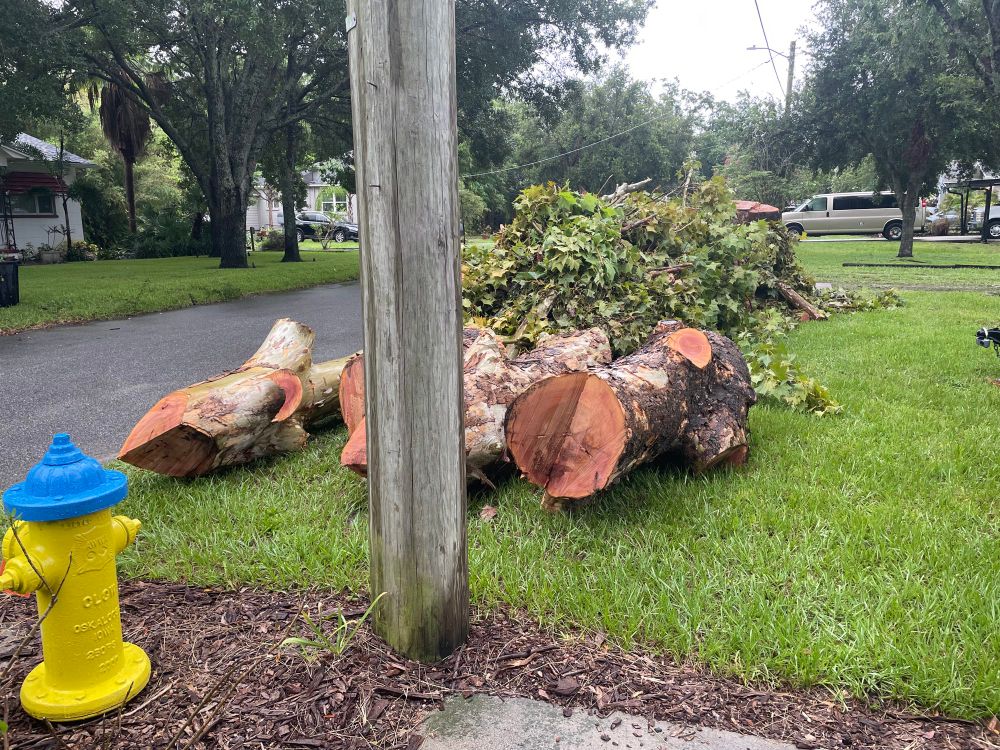 The remnants of the tree, logs on the side of the road. 