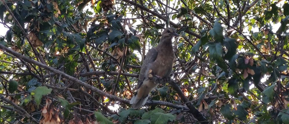 Photo of a juvenile dove perched on the end of a branch, somewhat camouflaged amongst the branches. Hard to tell if he's curious, or terrified.