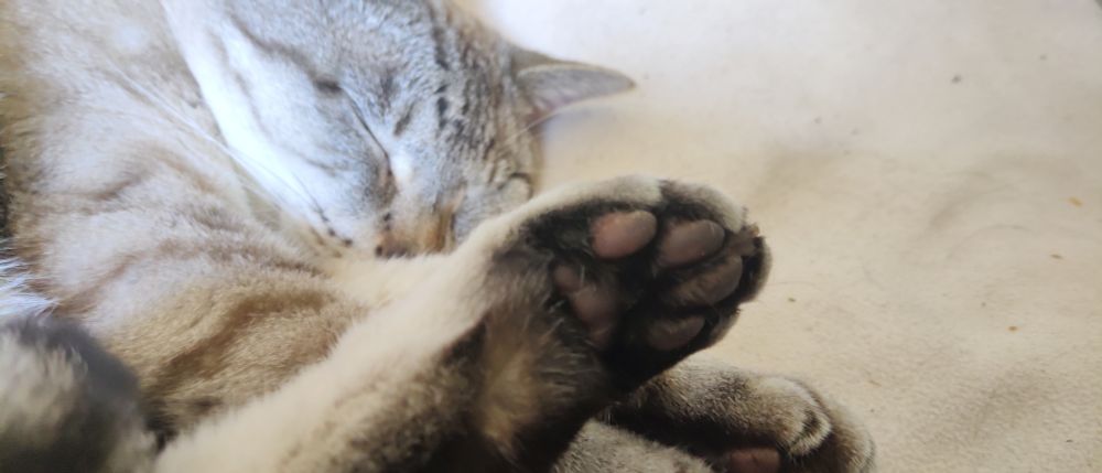 Photograph of a white / silver lynx tabby asleep on a white felt blanket, one food sticking up, toe pads exposed and ripe for the picking.