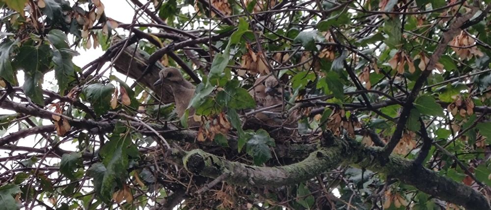 Photograph of a messy ornamental tree, looking up at a slight angle. Hidden amongst the leaves and branches is one juvenile dove stretching its neck out to peer at me. Behind that one is another baby dove, and peeking out from behind that baby is mama dove, one eye real big and inquisitive.