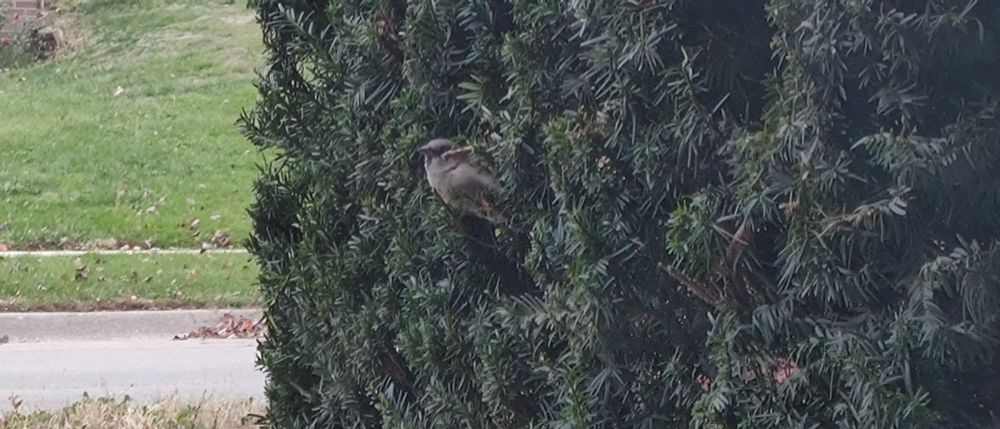 Photograph of a small brown "house sparrow" poking out of a decorative, trimmed hedgerow bush