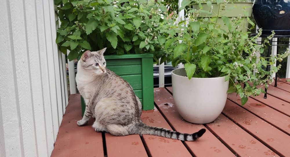 Photo of a white, gray, black "silver lynx" short hair car looking behind itself while sitting in front of various potted cat nip plants.