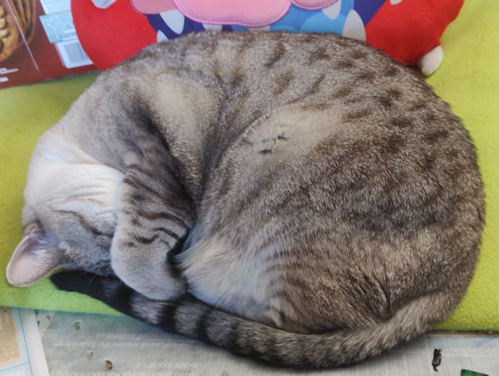 Photograph of a silver lynx shorthair house cat curled tightly into an ovoid shape, one paw draped over the face, hiding it.