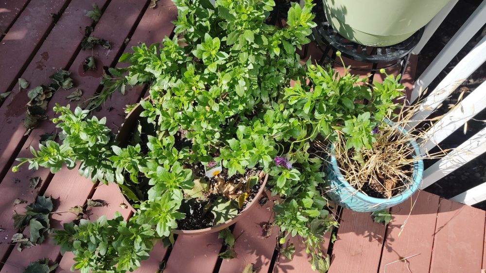 Photograph of a sprawling osteoapermum "Zion Violet Feather" plant spreading everywhere out of its pot