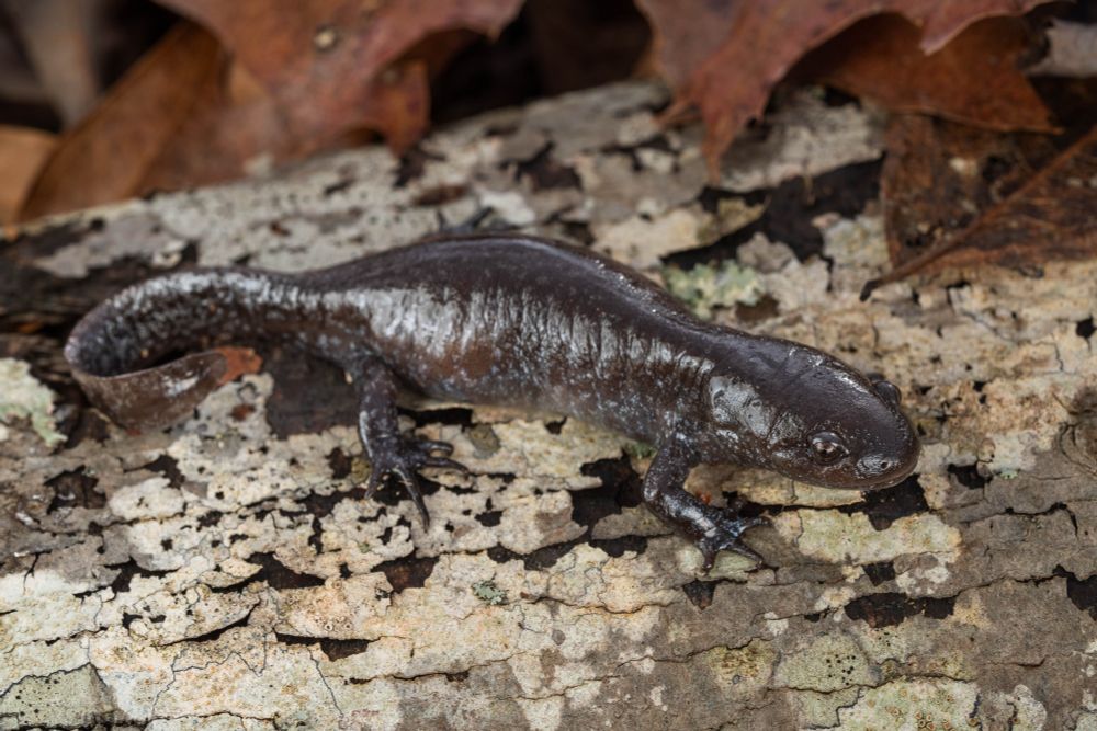 A blue and gray salamander on a lichen crusted log
