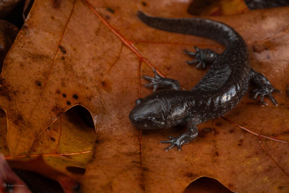 A small silvery and gray salamander on a fallen oak leaf