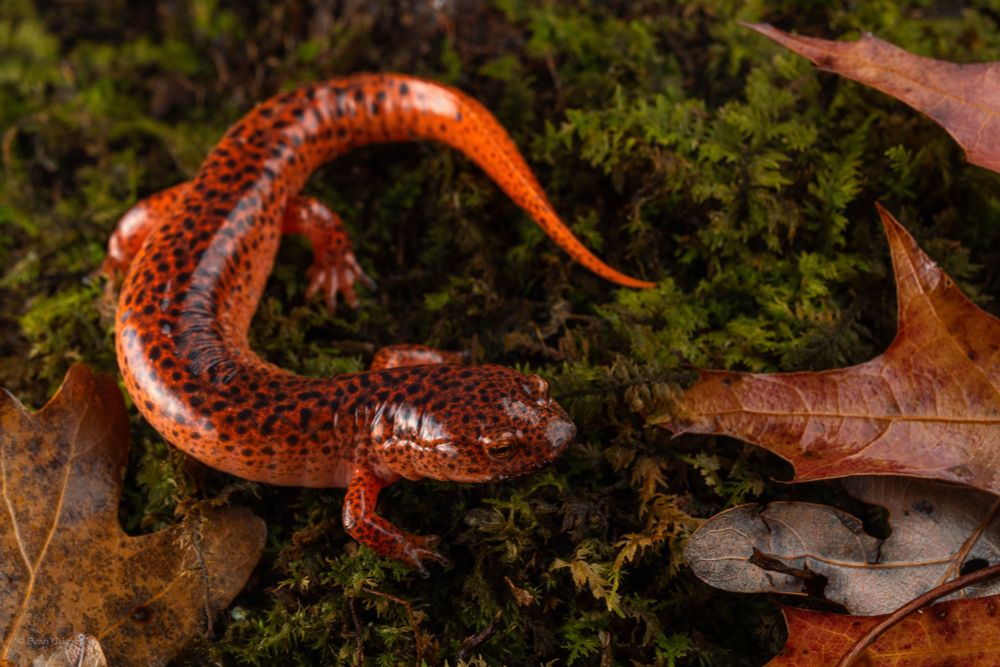 A red salamander with black spots on a mossy substrate with some brownish leaves in the frame