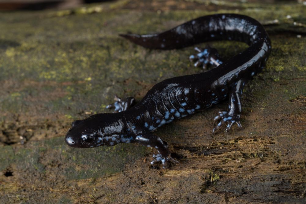 A black salamander with blue spots on a slightly mossy log