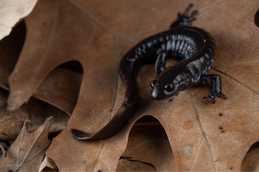 A black salamander with blue spots on oak leaves
