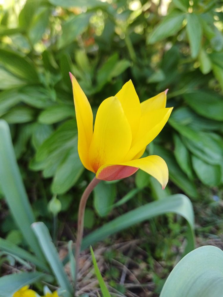 Fleur de tulipe jaune vif, empourpré au-dessous