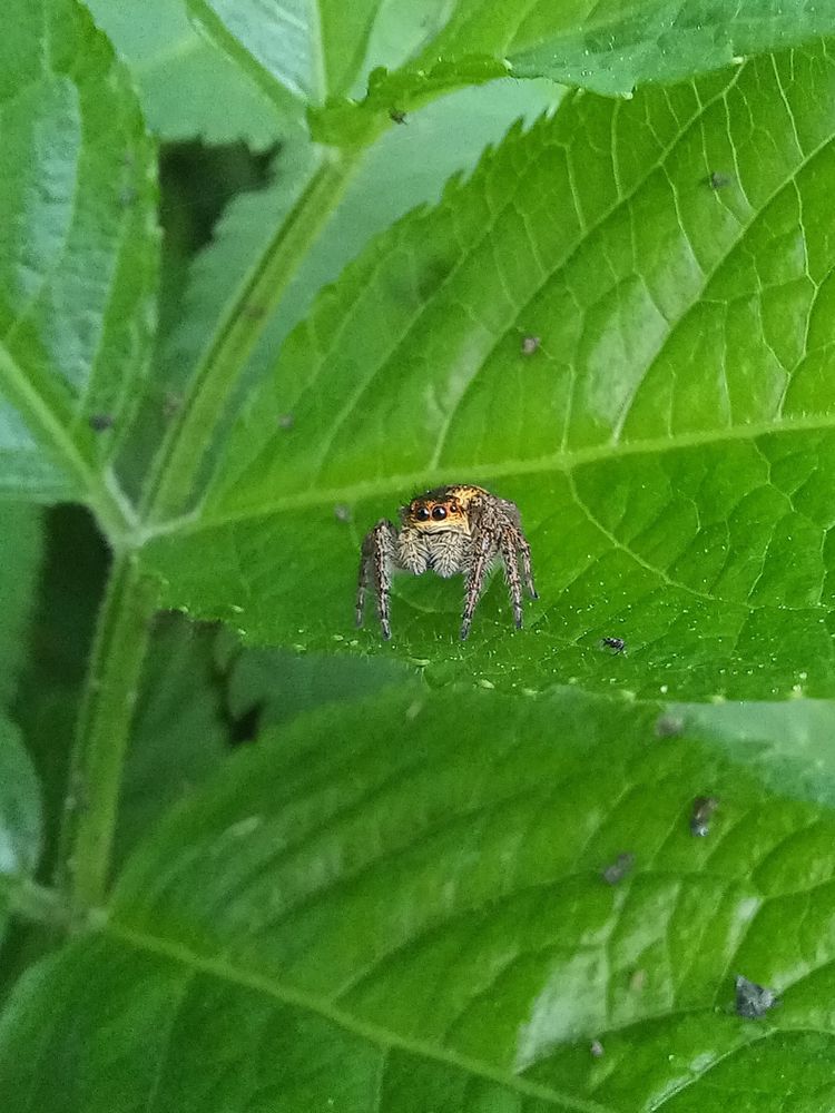 Saltique orangée femelle (petite araignée sauteuse de moins de 5 mm) sur feuille de sureau noir