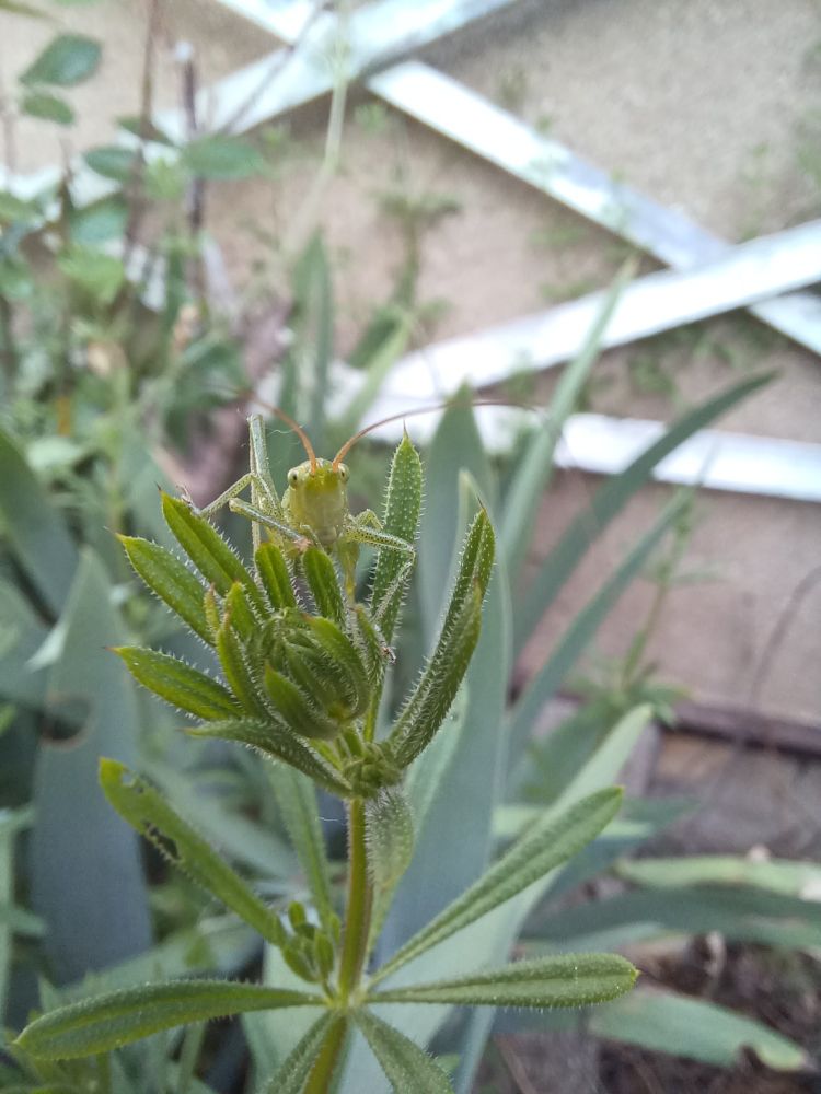 Grande sauterelle verte juvénile (?) sur gaillet gratteron