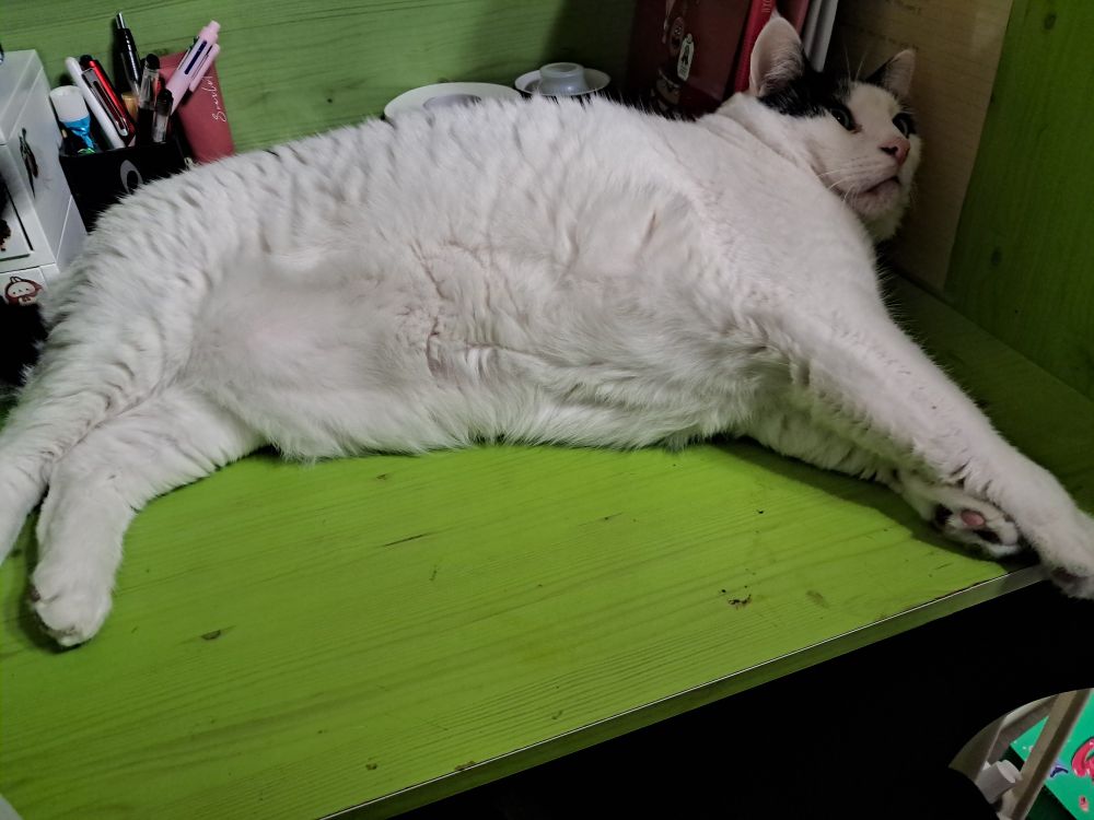 주인의 책상에 당당하게 늘어져 있는 배은망덕한 고양이의 모습이다.