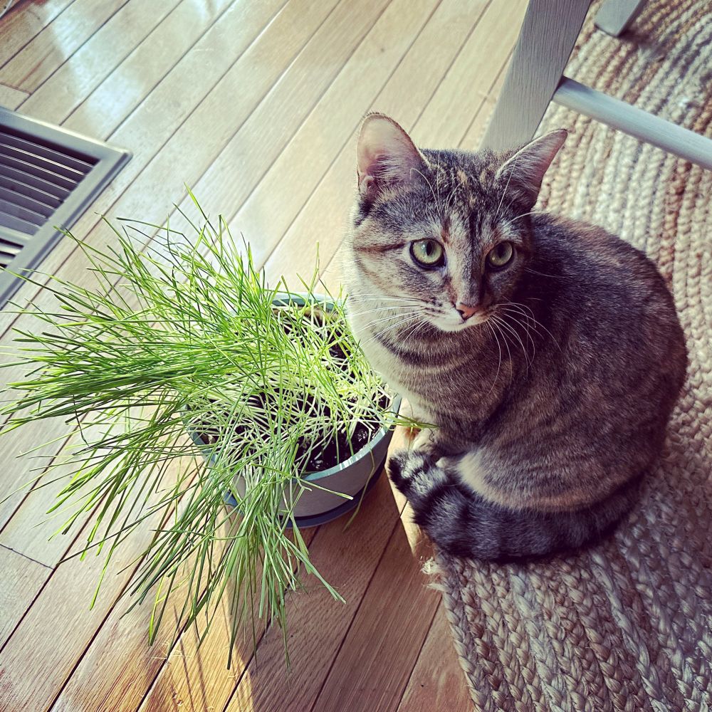 Kate the cat making what looks like a pleasing face, standing next to a pot of cat grass which is inexplicably on the floor (ok maybe I put it on the floor for her)