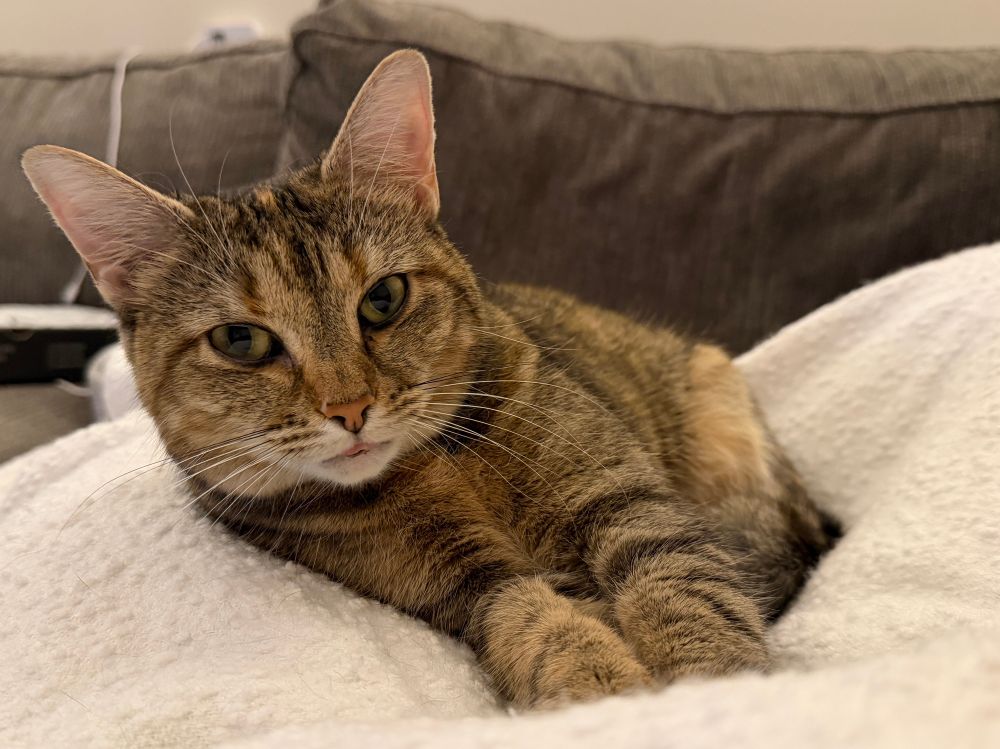 A little torbie cat with her tongue sticking out a little bit, a drop of drool visible on the end of it