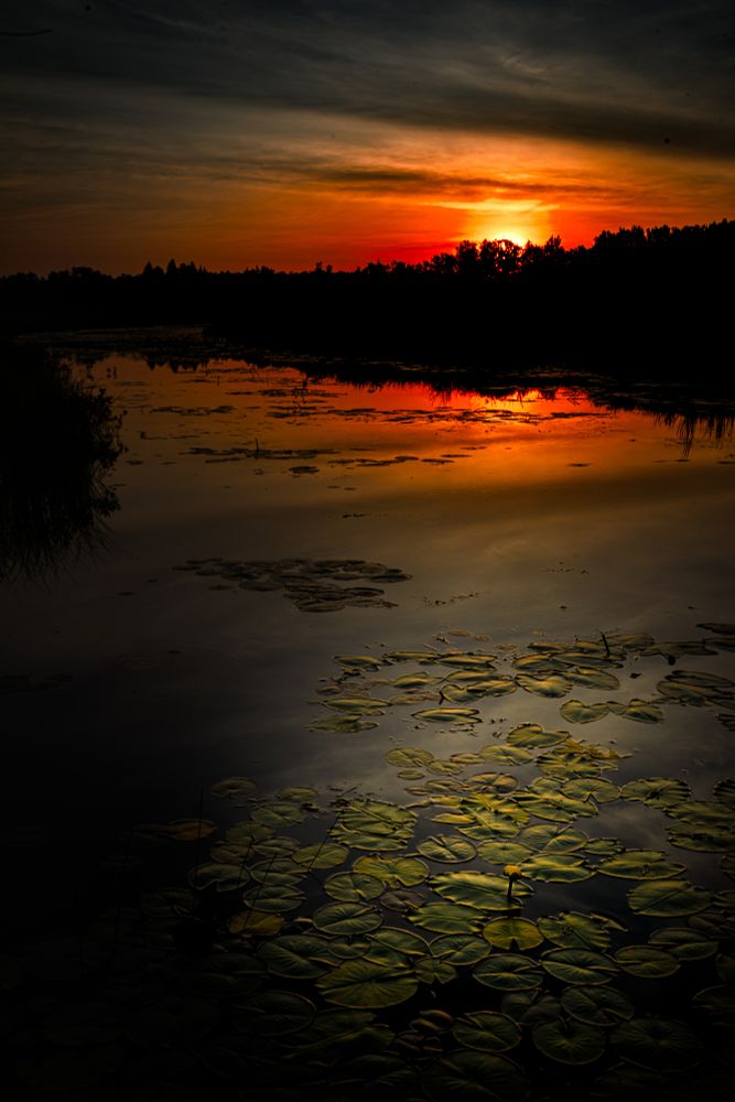 Image of a sunrise over a stream. There is a large patch of spatterdock in the foreground with one yellow bloom standing up from the water.