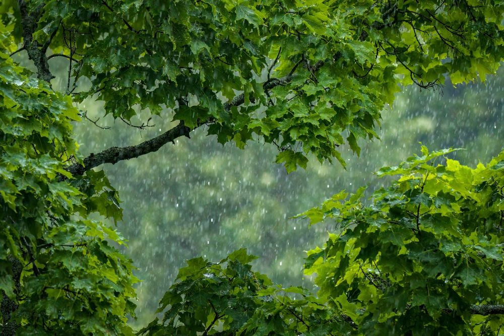 Image of heavy rain falling and framed by green maple branches.
