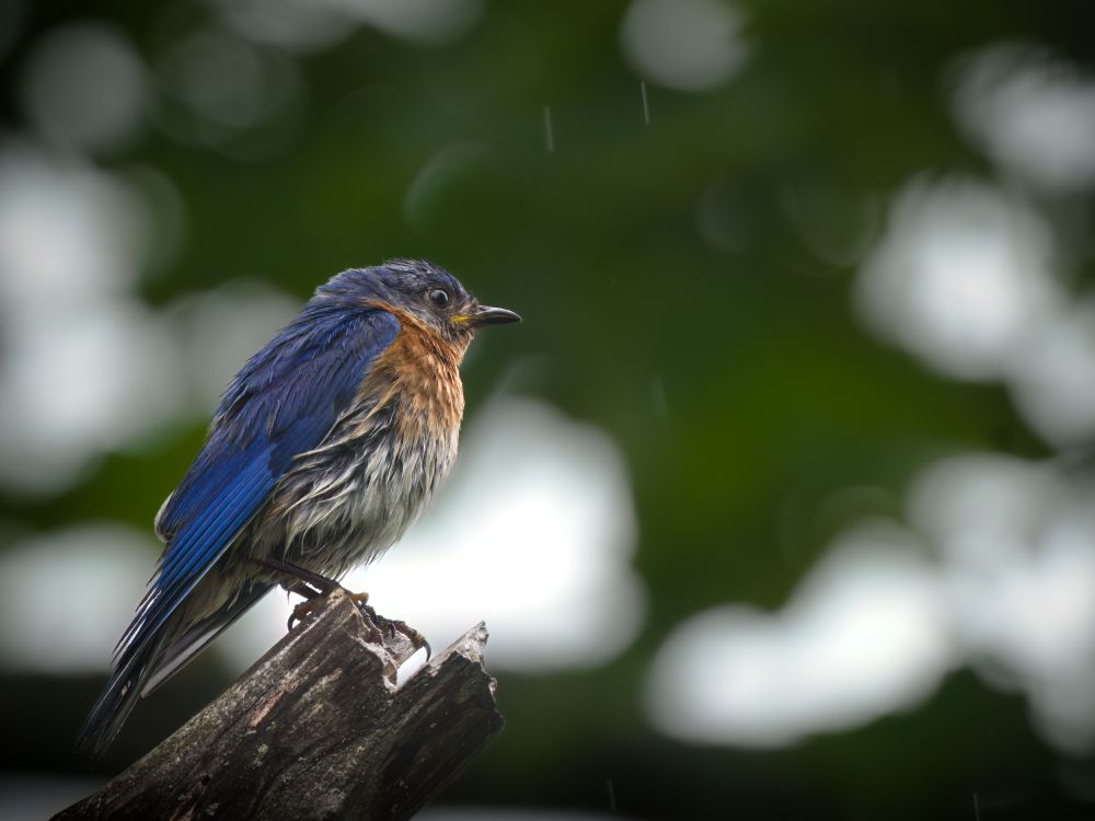 Image of wet bluebird sitting and watching the rain fall.