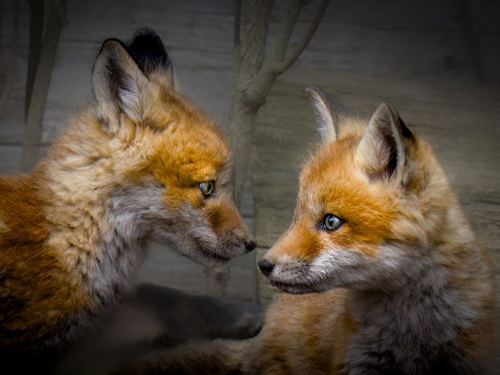 Image of two young red fox kits. They are nose-to-nose and gazing into each other's eyes.