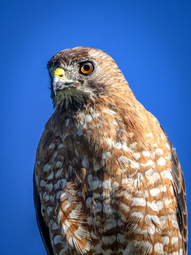 Close up image of a raptor, most likely a Broad-winged Hawk. 