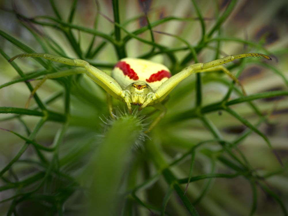 Close-up, and face-on, view of a goldenrod crab spider. Foliage from Queen Anne's lace makes up the background.