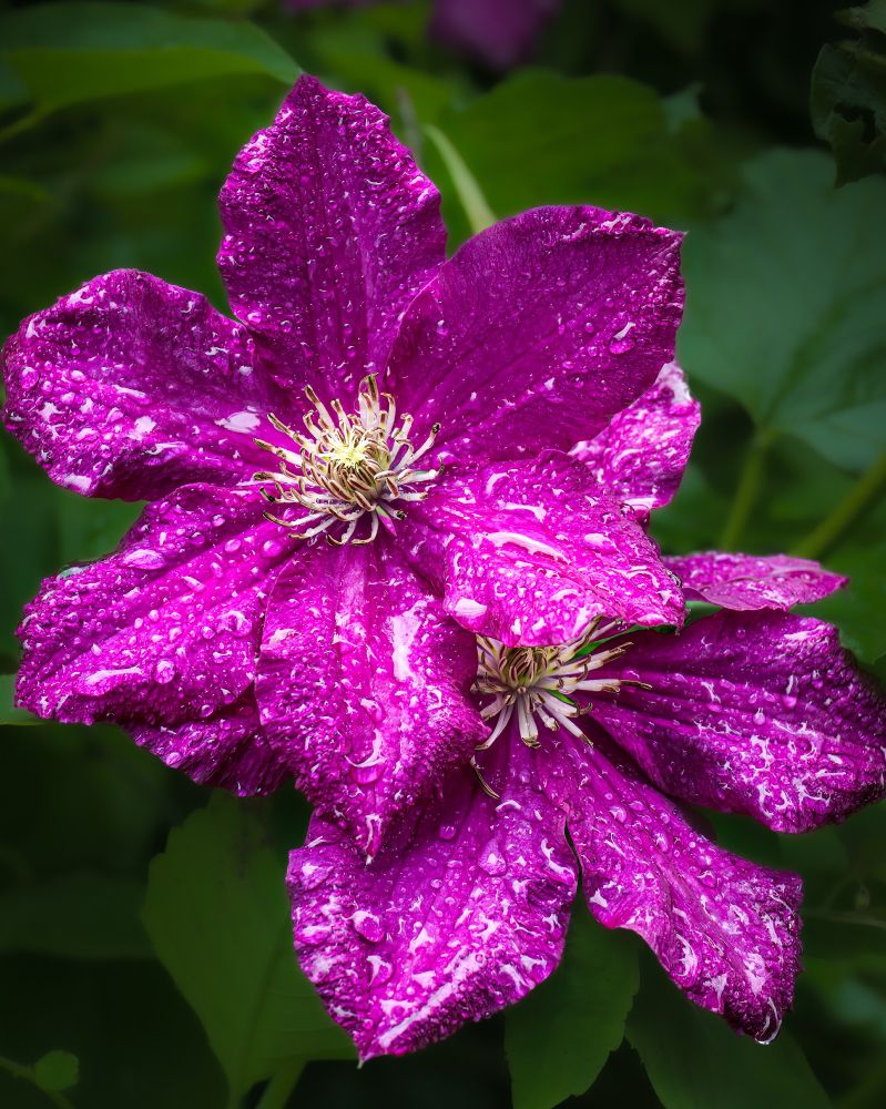 Image of two purple clematis blooms covered in rain drops. 