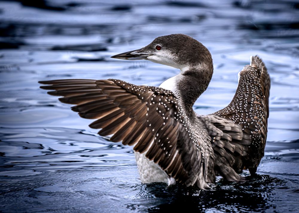 Photograph of a Common Loon on water and spreading its wings. During the fall migration these birds come through my area (Manitoulin Island) in great numbers.