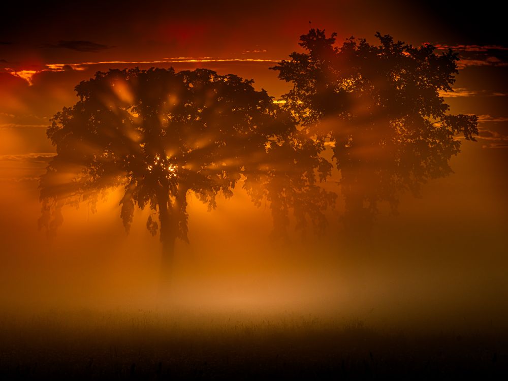 Image of two trees in the early morning fog. The sun is rising behind them and scattering light through the branches.