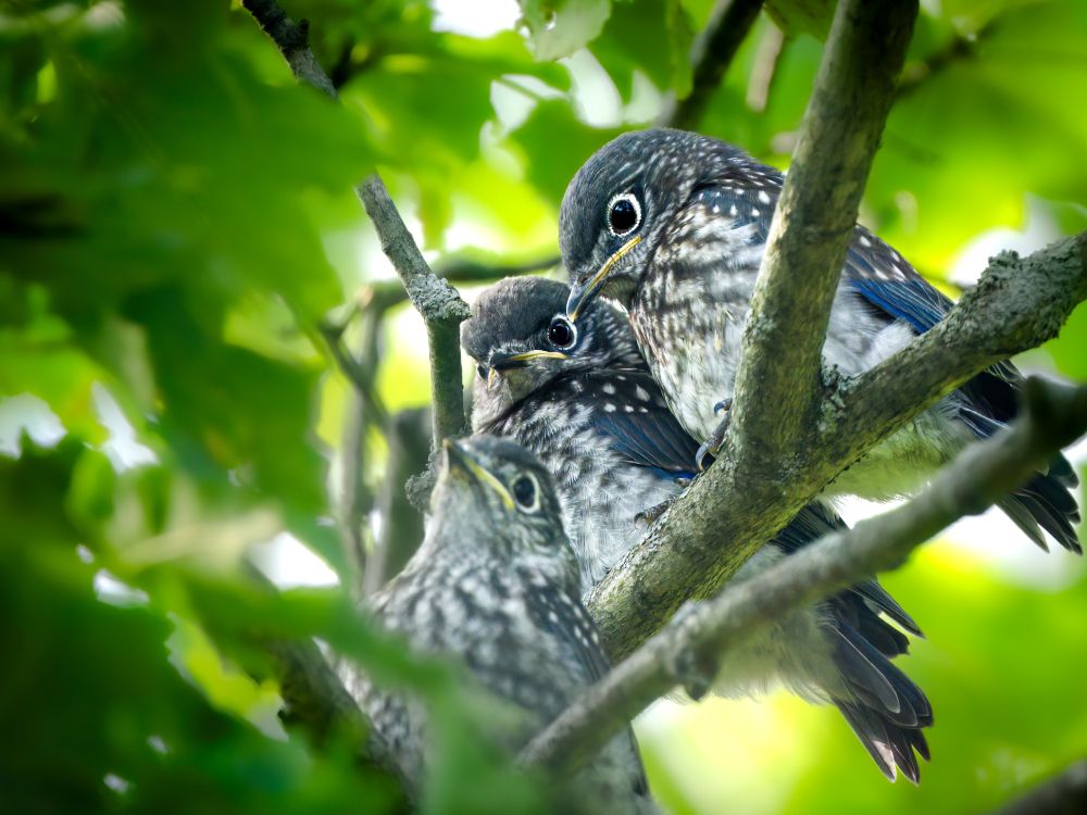 Three fledgling bluebirds sitting on a tree branch and waiting for lunch to be delivered.