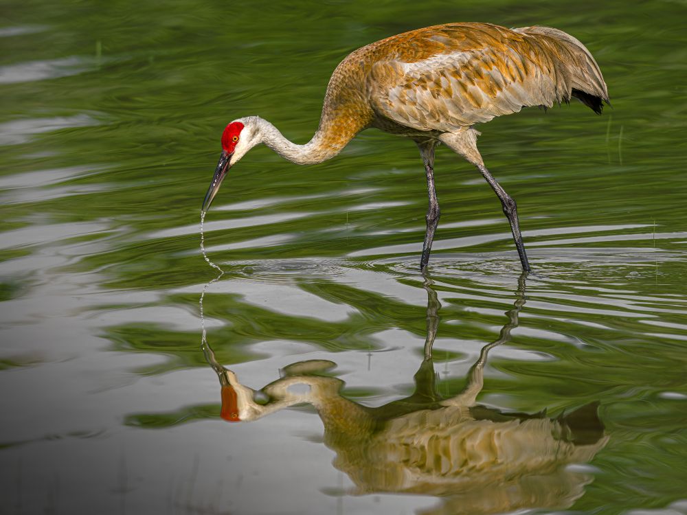 Image of Sandhill Crane wading in shallow water. It has just lifted its beak from the water and a trail of water droplets lead to its reflection on the water's surface.