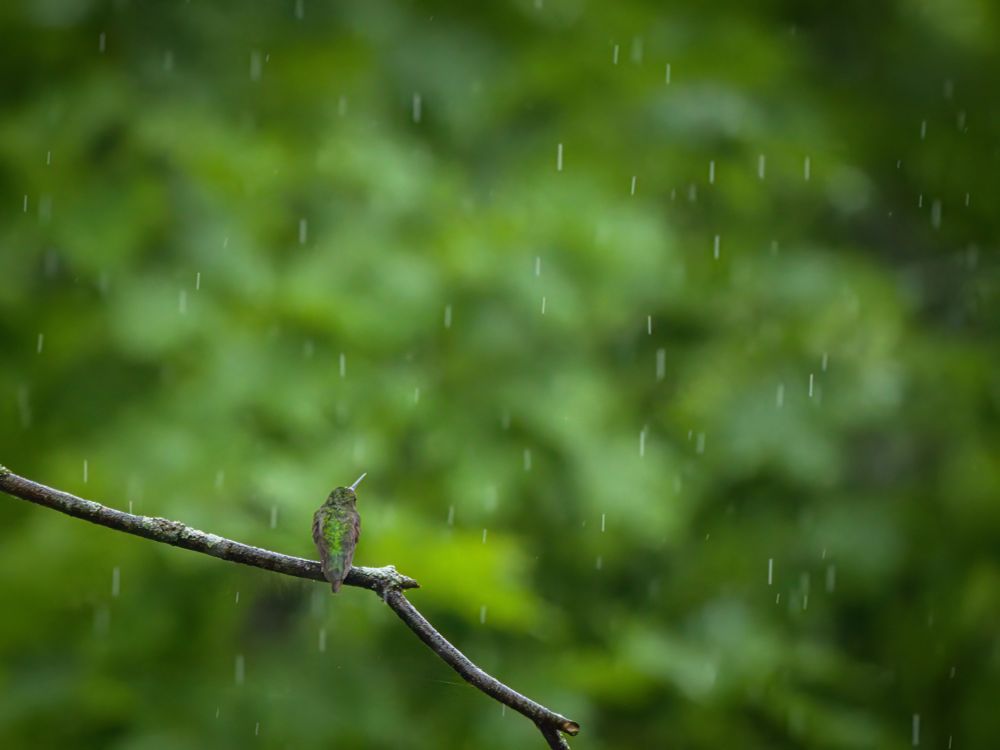 Image of Ruby-throated hummingbird sitting on a branch. Picture is taken from behind and the hummingbird is staring up into heavy falling rain.