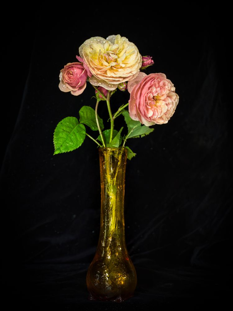 Image of antique looking vase filled with rain-drop covered roses, shot against a black back-drop.