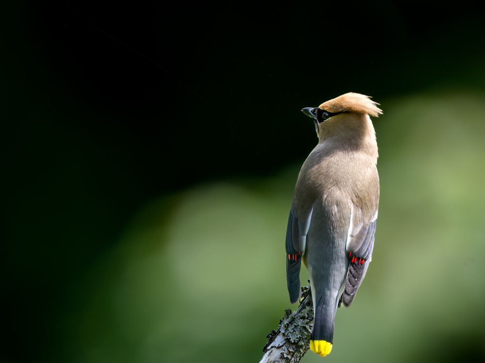 Photo image of Cedar Waxwing from the back. This angle clearly shows how the tips of the wing feathers look like they have been dipped in red candle wax.