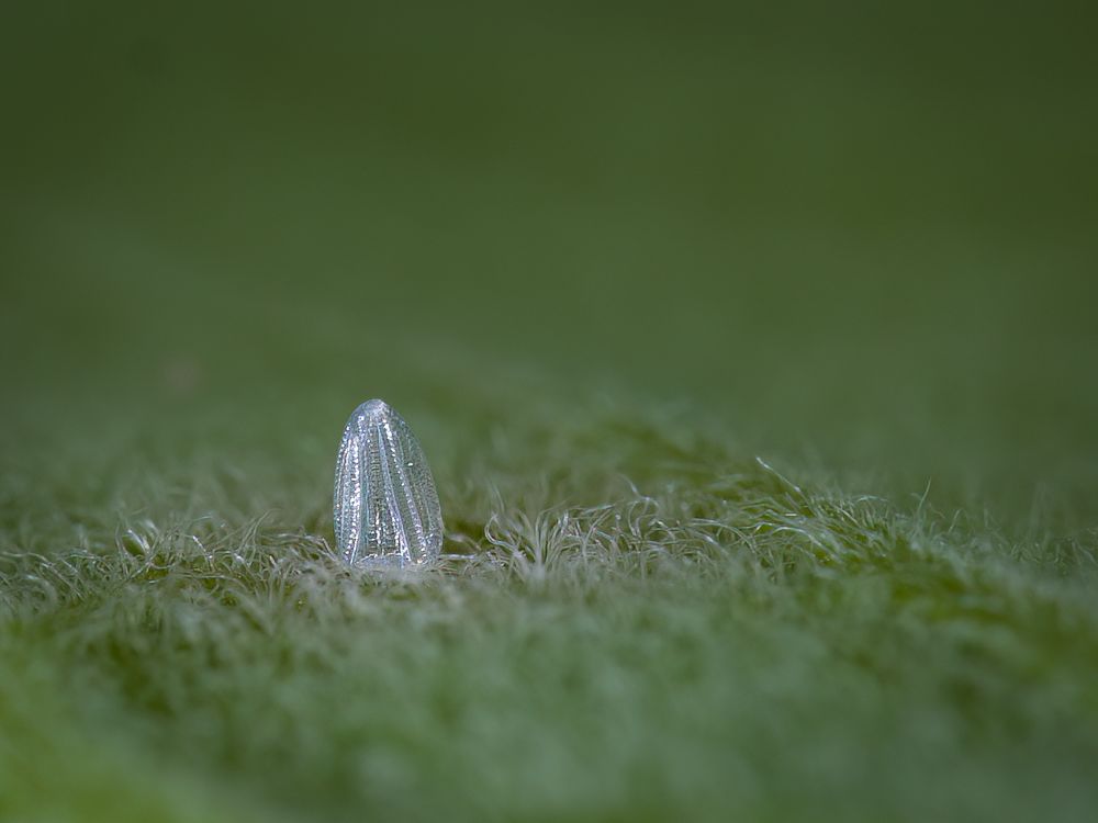 Close up image of monarch butterfly egg on a milkweed leaf. 