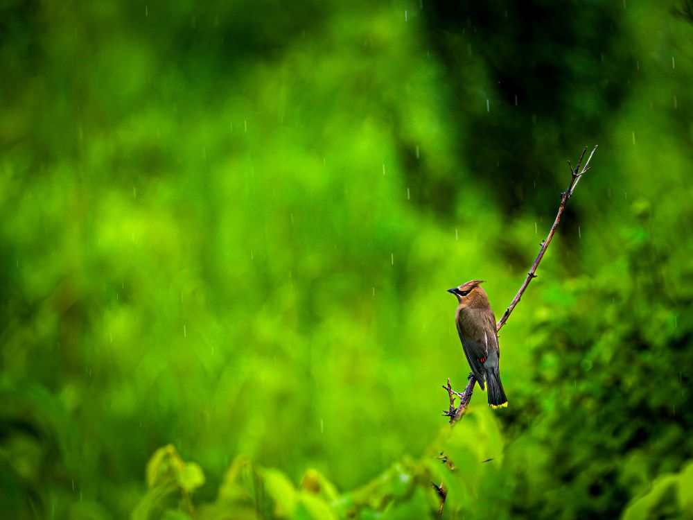 Image of Cedar Waxwing sitting on a branch and watching the rain fall.