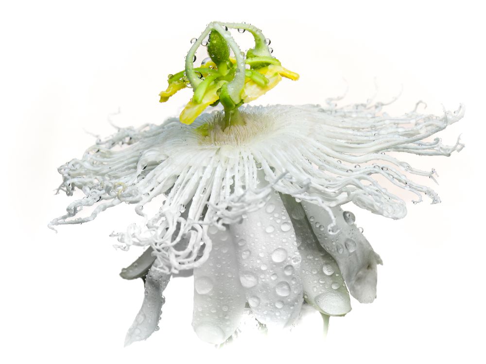 High key image of white dew-covered passion flower against a pure white background.