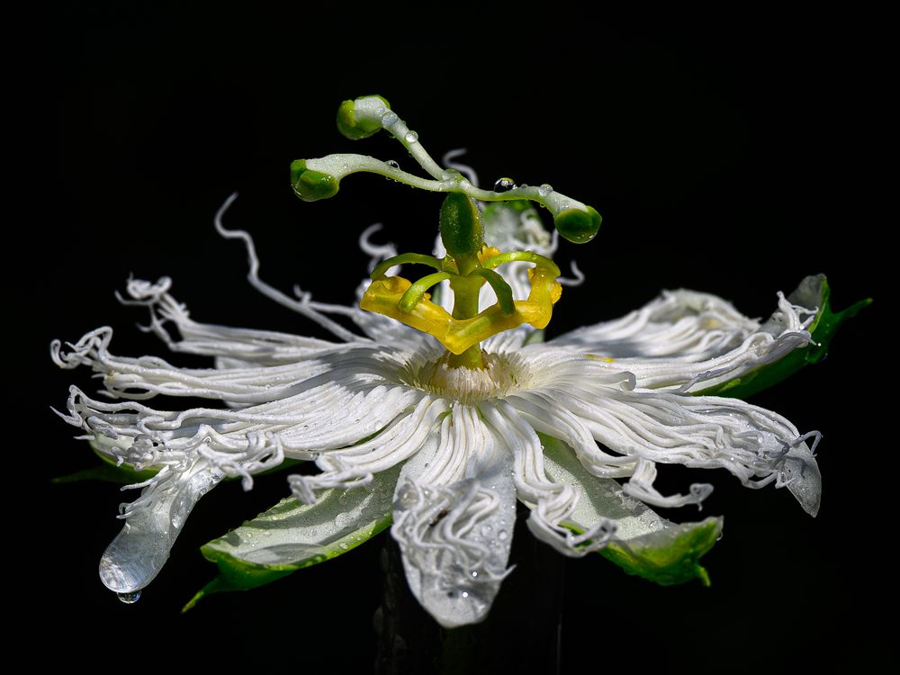 Low key image of dew covered white passion flower against a solid black background