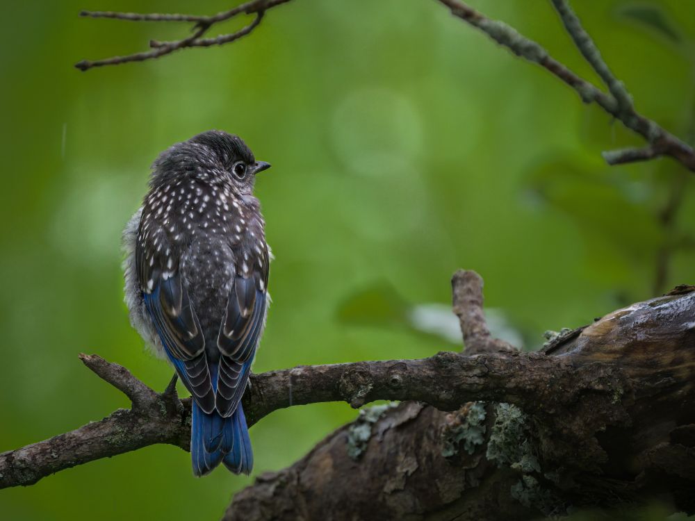 Image from behind of fledgling Eastern Bluebird. It is sitting in the rain and looking back over its shoulder towards the viewer.