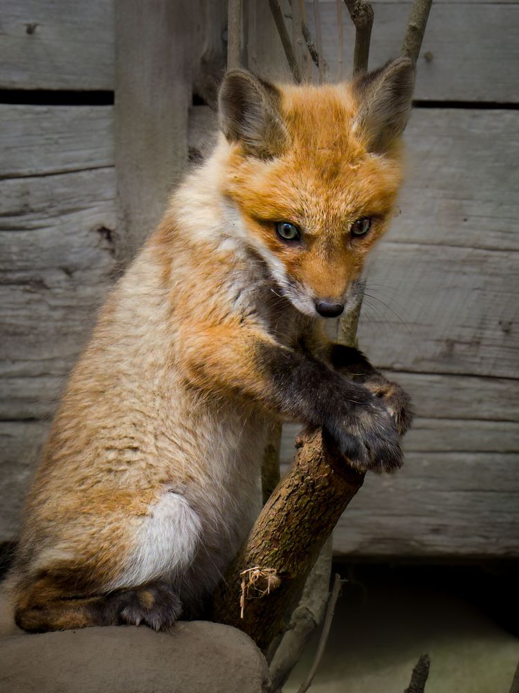 Image of fox kit sitting up at a small tree stump. His/her paws are on the stump and it looks as if they are giving a speech.