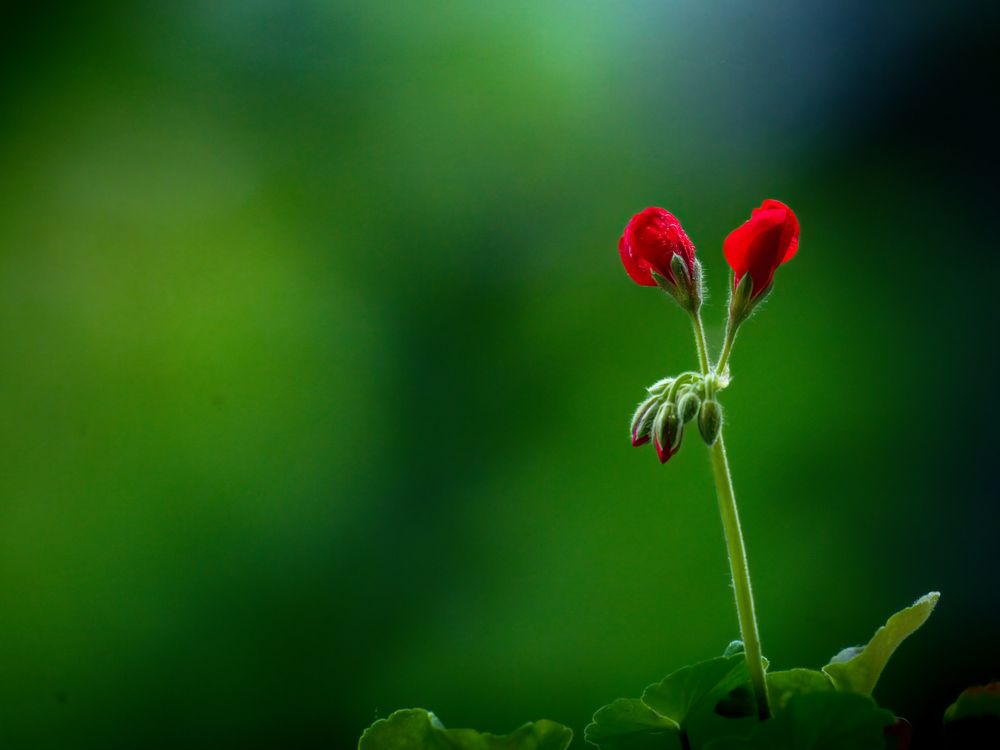 Image of red geranium flower buds about to open against a soft green background.
