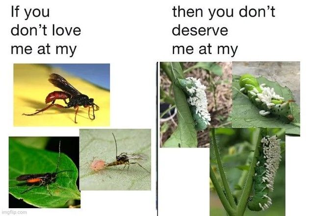 Meme: If you don't love me at my [bunch of parasitic wasps] then you don't deserve me at my [bunch of parasitized tomato hornworms]