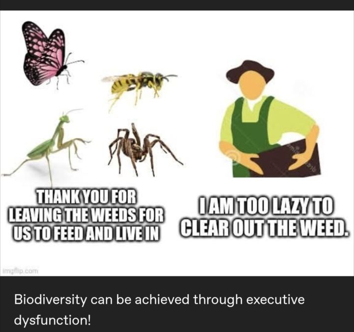 On the left, some bugs and the text "Thank you for leaving the weeds for us to feed and live in" and in the right a gardener and the text "I am too lazy to clear out the weed" and caption says "Biodiversity can be achieved through executive dysfunction"