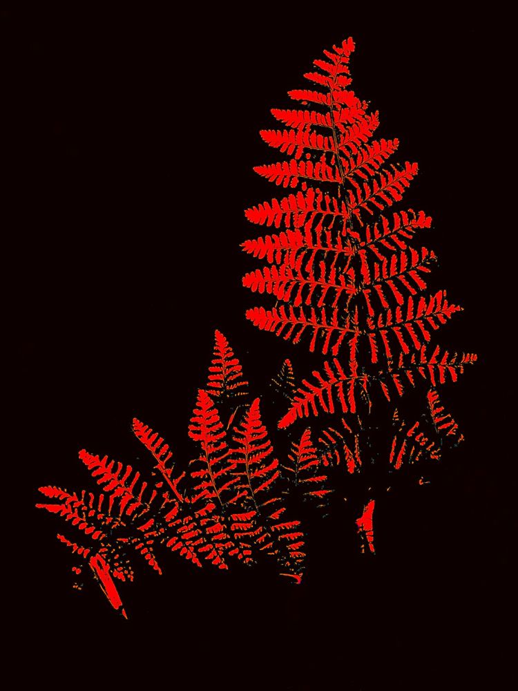 Silhouette of a fern but in an orangey red on a black background. It consists of two fronds in a reverse L shape.