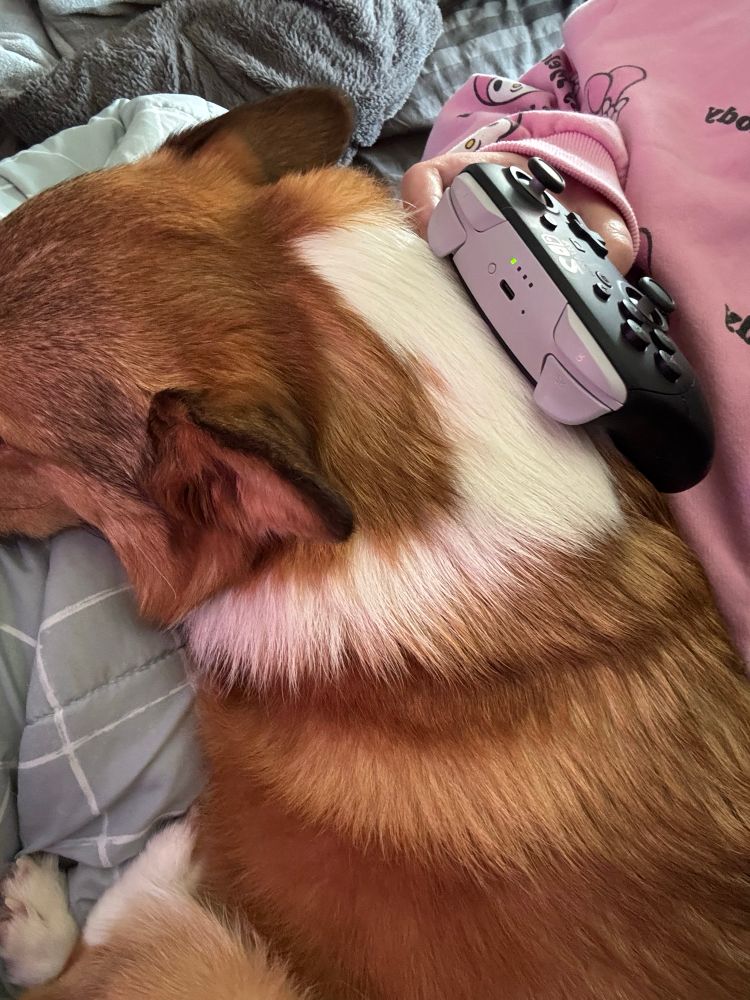 My corgi Luna laying on my lap while I’m trying to play Fortnite on Nintendo Switch 2 with a Pro Controller