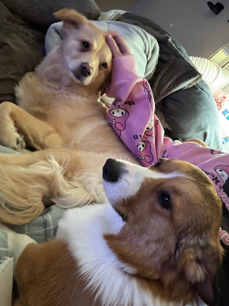 Two dogs - a corgi and a golden retriever mix - having cuddles from their owner while she’s trying to play Fortnite :)