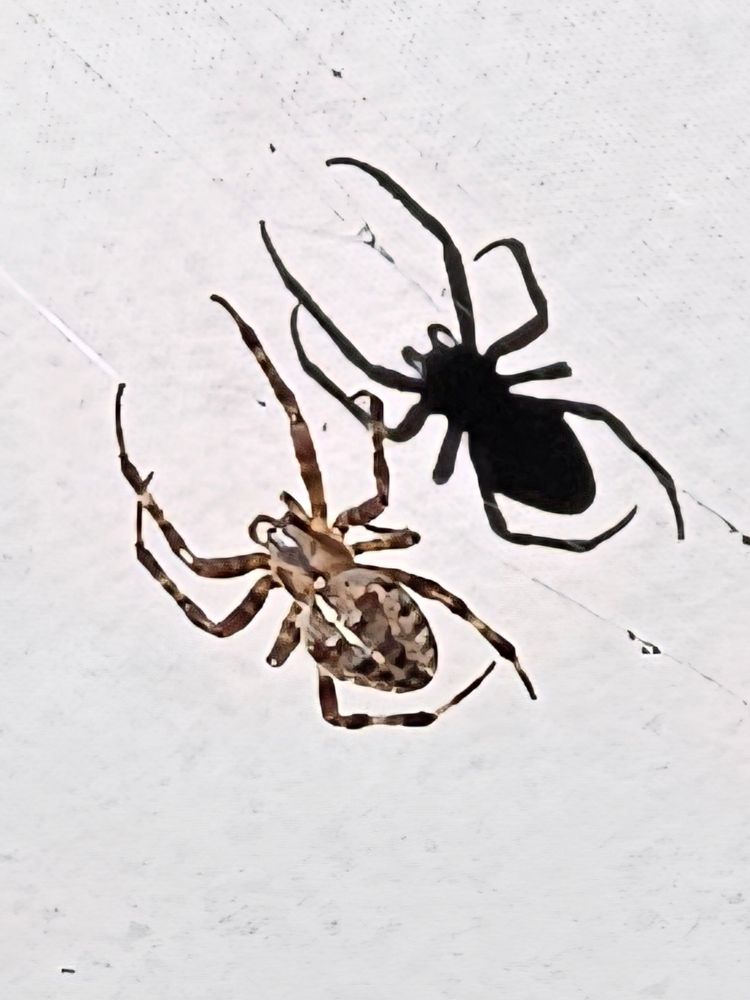 An brown speckled Orbweaver spider and its shadow on a white background 