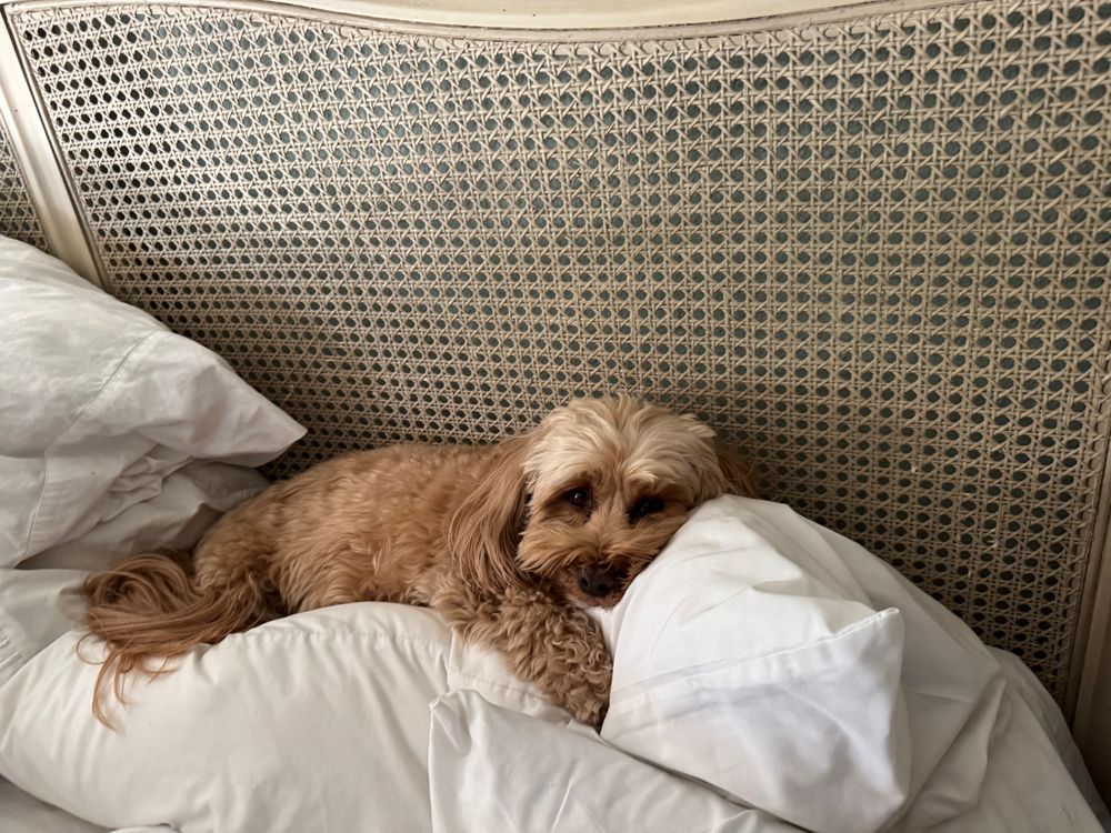 Puppy on pillows 