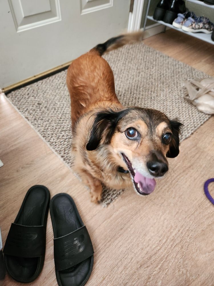 The same dog standing looking up at the camera and panting
