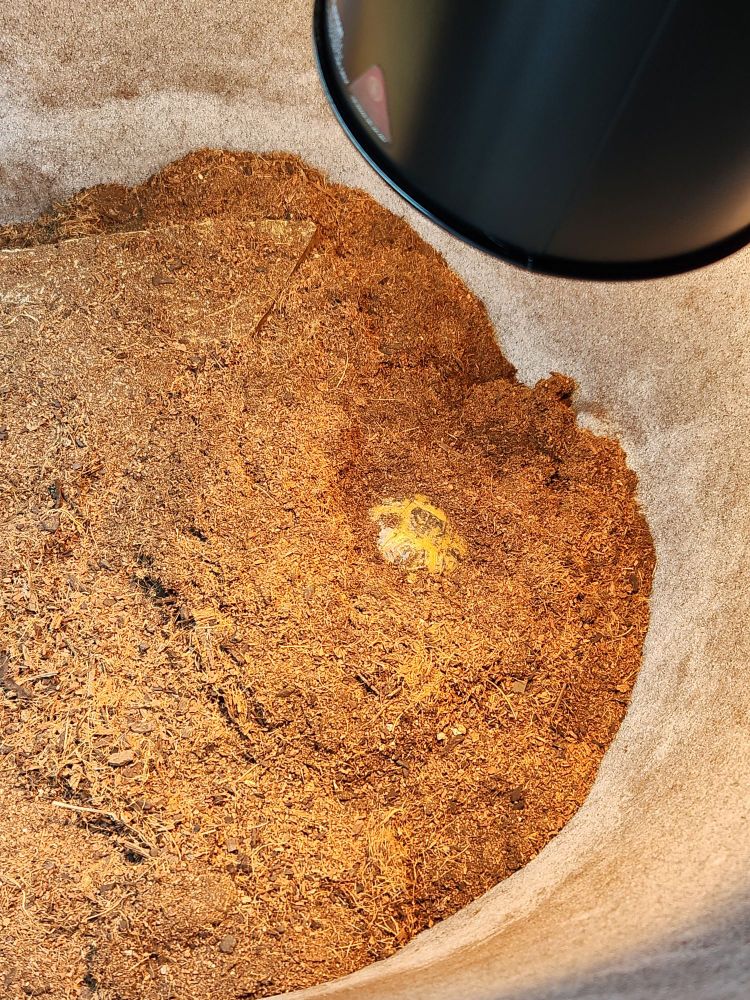 The top of a Russian tortoise's hay yellow and black shell peeking through dirt. 