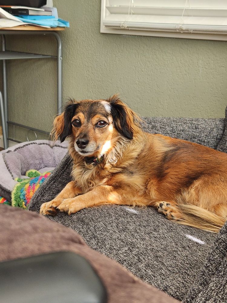 An orange brown and black dachshund mix dog laying on a blue gray recliner